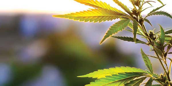 A conclusion on cannabis?