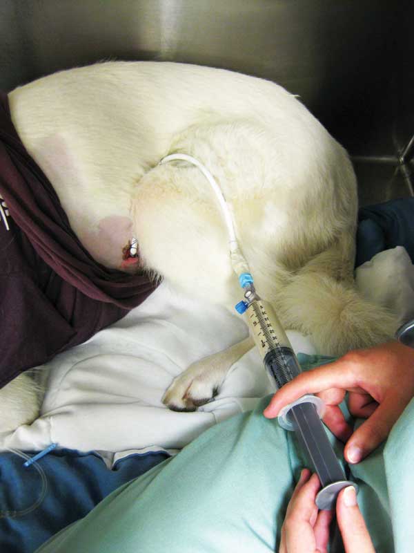 https://www.veterinarypracticenews.com/wp-content/uploads/2019/08/A-German-shepherd-is-fed-through-a-gastrostomy-tube.jpg