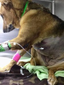 Example of a wound soaker catheter incorporated into the soft tissue closure of the median sternotomy site in a dog recovering from lung lobectomy for a ruptured bulla. Bupivacaine 5% was infused every six to eight hours for the first 36 to 48 hours of recovery.