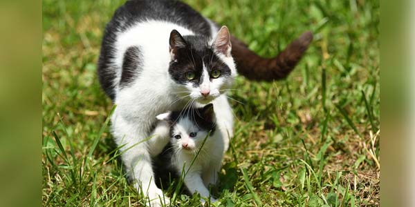 Sterilization preferred method for controlling feral felines