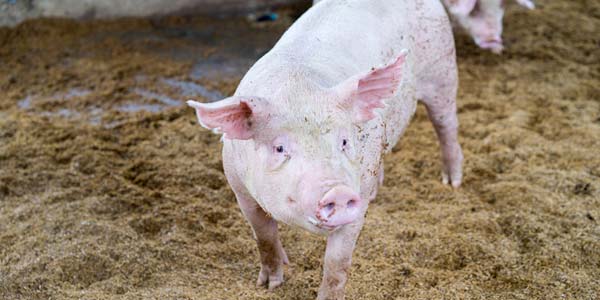 Elanco acquires food animal vaccine start-up