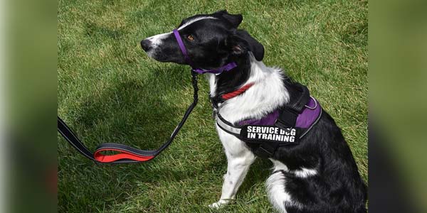 Animal health groups receive Patterson funding