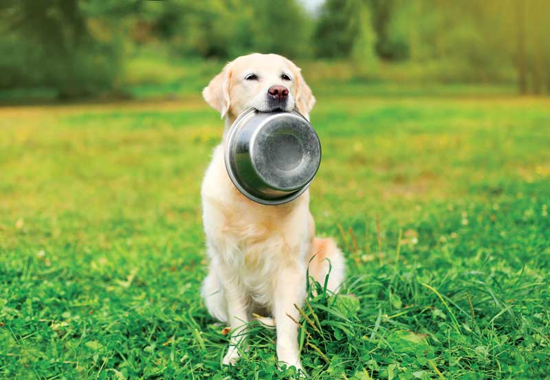 dilated cardiomyopathy in dogs diet