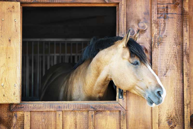 Managing gastric ulcers