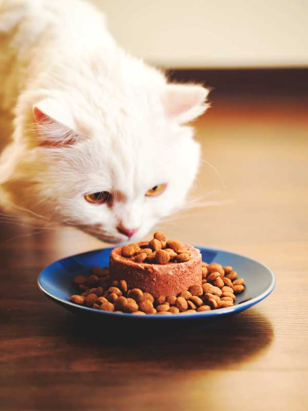 cat stopped eating dry food but eats wet food