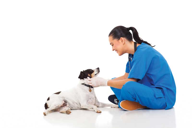 Coping with the emotional workload that comes with being a veterinarian