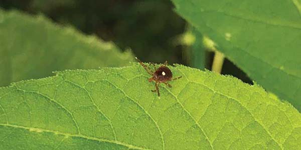 Getting into the “tick” of things