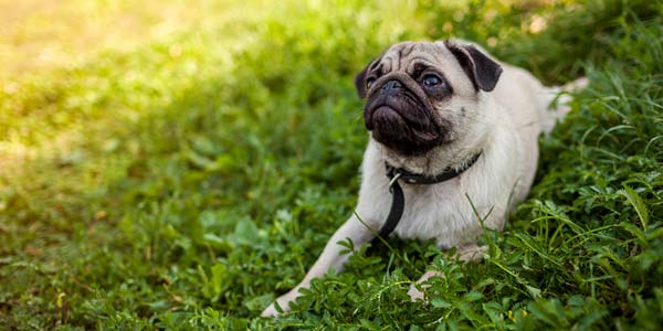 Moreno Valley, Calif., top heartworm city for August