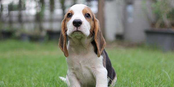 Canine parvovirus treatment may be in the works