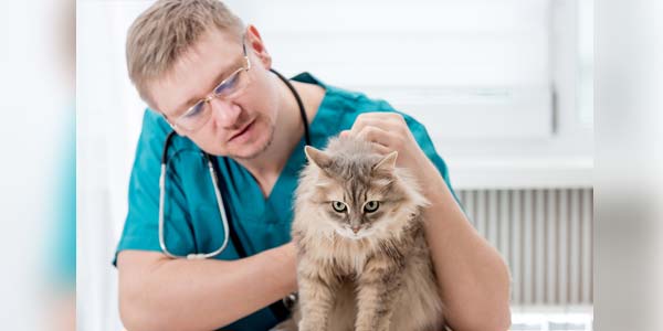 Veterinary behaviorists question “scruffing”