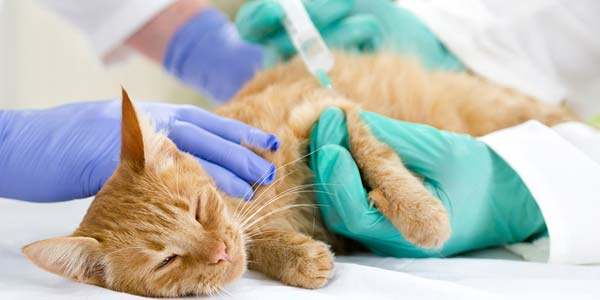 Zoetis, Purina, Merck team up for diabetes campaign