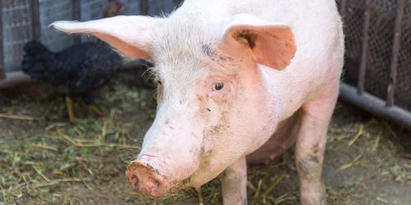 ASF relief may be on the horizon