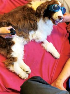Some laser therapy models have preset protocols that take into account coat length and color, condition treated, and the animal’s size.