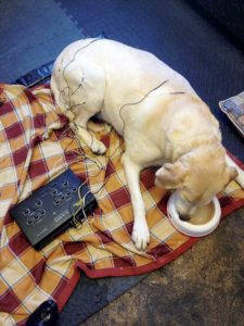 A dog receives acupuncture while enjoying a frozen peanut butter Popsicle. Positive associations during treatment are created using high-quality treats.