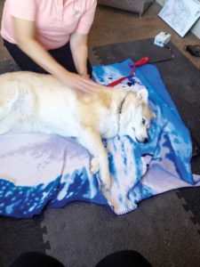 Massage can be used as part of an overall prevention, wellness, and fitness strategy, or to help a dog recover from a particular illness or injury.
