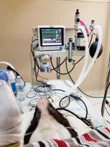 Capnography provides a good picture of the respiratory process.