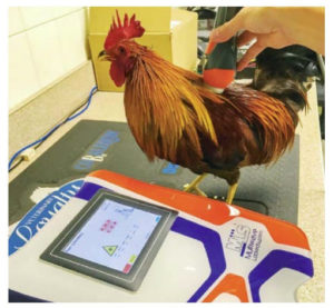 A rooster with back pain gets laser therapy. A rooster with back pain gets laser therapy.