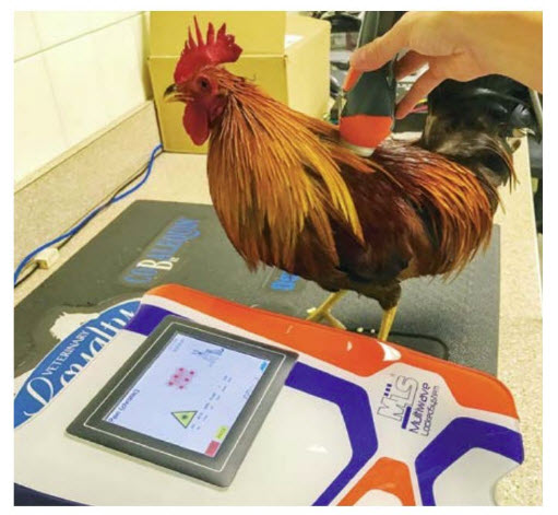 A rooster with back pain gets laser therapy. A rooster with back pain gets laser therapy.