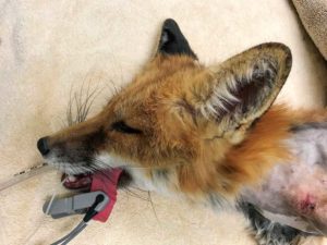 Careful monitoring throughout anesthesia is critical. A lack of a timely response to trending changes in vital signs also can lead to anesthetic-related death.