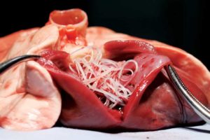 An autopsied heart shows the devastating consequence of not administering a heartworm preventative to dogs.