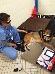 Deana J. Cappucci-Lorentz, BS, LVT, CCRA, CCMT, VTS (physical rehabilitation), administers laser therapy to her dog, Jake, who suffered from osteoarthritis as a geriatric pet. Deana J. Cappucci-Lorentz, BS, LVT, CCRA, CCMT, VTS (physical rehabilitation), administers laser therapy to her dog, Jake, who suffered from osteoarthritis as a geriatric pet.