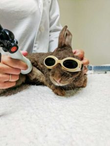 A rabbit receives laser therapy after injuring its paw, which resulted in lameness. A rabbit receives laser therapy after injuring its paw, which resulted in lameness.