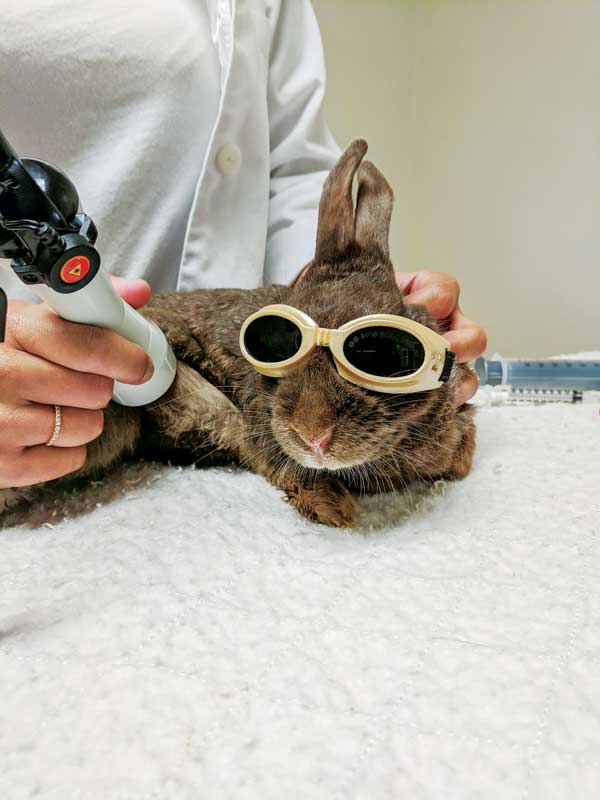 A rabbit receives laser therapy after injuring its paw, which resulted in lameness. A rabbit receives laser therapy after injuring its paw, which resulted in lameness.