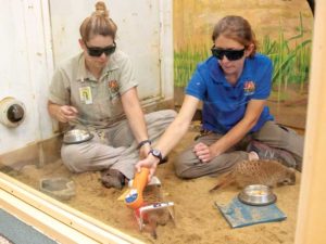 A slender-tailed meerkat receives voluntary laser therapy for arthritis from zookeeper Kirsten Kjorsvig (left) and Janelle Brandt, RVT, at the Great Plains Zoo in Sioux Falls, S.D. A slender-tailed meerkat receives voluntary laser therapy for arthritis from zookeeper Kirsten Kjorsvig (left) and Janelle Brandt, RVT, at the Great Plains Zoo in Sioux Falls, S.D.