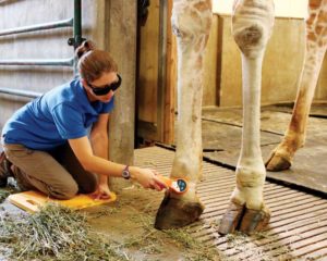 A reticulated giraffe gets laser therapy for arthritis. A reticulated giraffe gets laser therapy for arthritis.