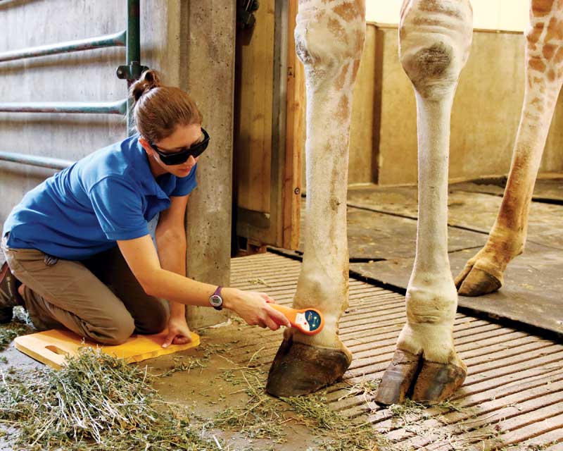 A reticulated giraffe gets laser therapy for arthritis. A reticulated giraffe gets laser therapy for arthritis.
