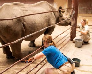 This eastern black rhinoceros gets laser therapy to heal a wound. This eastern black rhinoceros gets laser therapy to heal a wound.