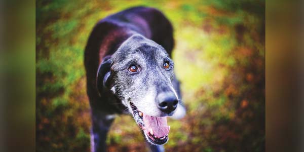 n n-dimethylglycine dmg for dogs n n-dimethylglycine dmg for dogs