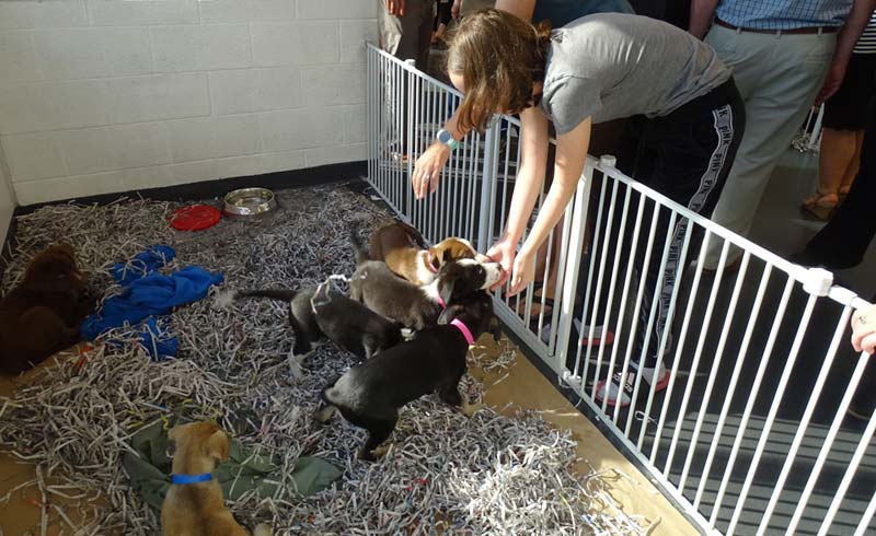 Georgia Adoption Center Puts Pets First Georgia Adoption Center Puts Pets First