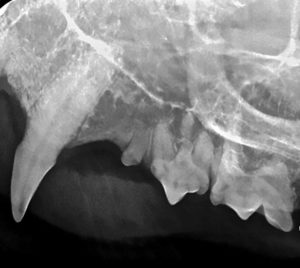 Tooth #207 in a cat shows radiographic evidence of having a third root, even though this tooth should typically have two.