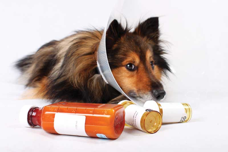 pharmacy dog