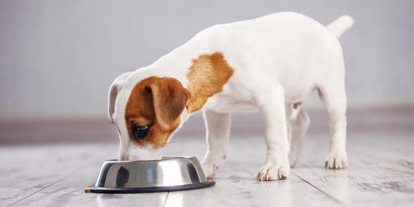 diet related dcm in dogs