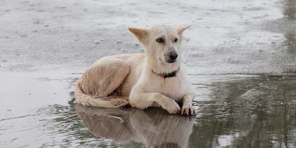 Owners should consider animals when disaster planning