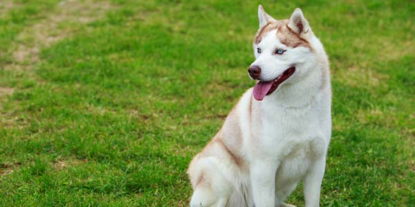 Orange, Calif., ranked top heartworm city for September