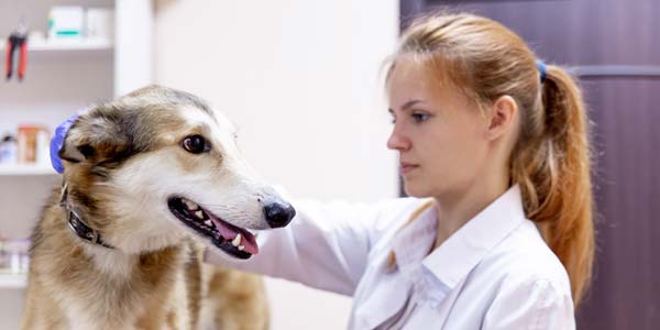 Sex discrimination accounts for nearly half of veterinary workplace incidents