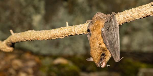 Active bats raise red alert