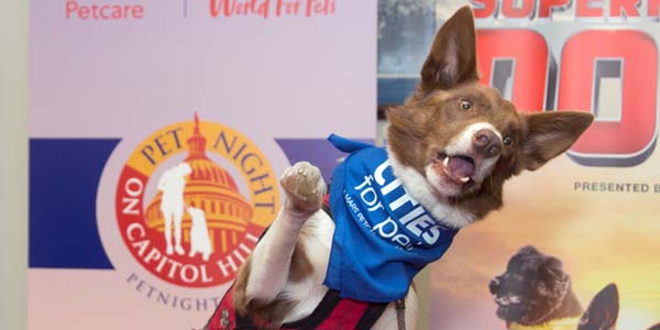 Human-animal bond celebrated at Capitol Hill Pet Night