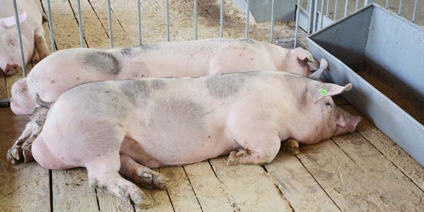 $3M grant to shed light on porcine virus