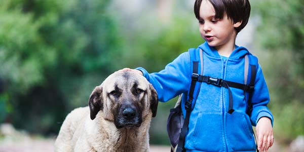 Service dogs may help children with ASD