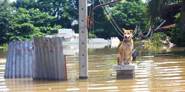AVMF donates $10K to animals affected by Dorian
