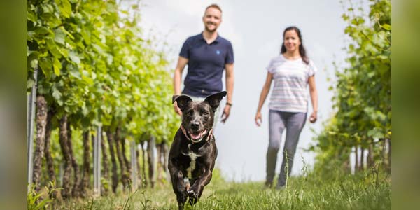 Boehringer donates 60,000 rabies vaccines to Puerto Rico