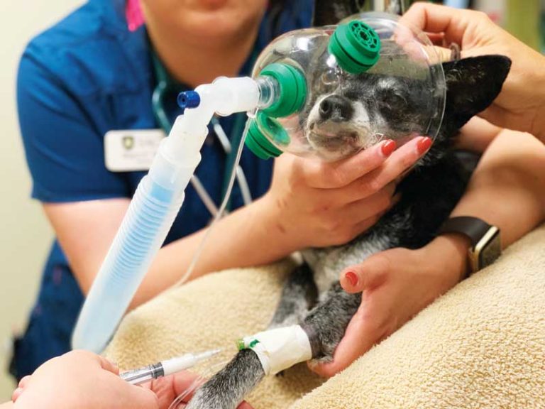 Understanding anesthesia in canine dentistry