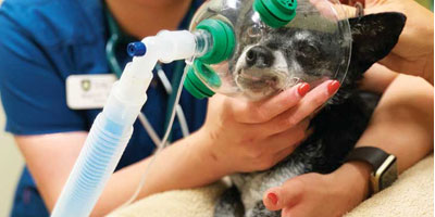 Understanding anesthesia in canine dentistry