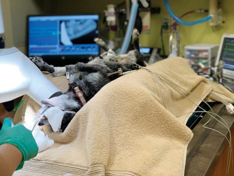 Understanding anesthesia in canine dentistry Veterinary Practice News