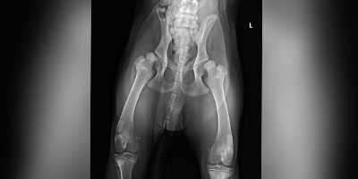 What's Your Diagnosis?