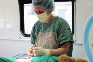 Surgery in the SPCA Mobile Animal Wellness unit.